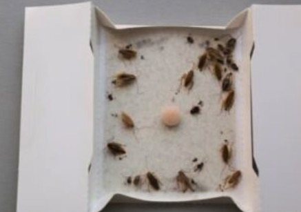 bed bug monitor bedbugs